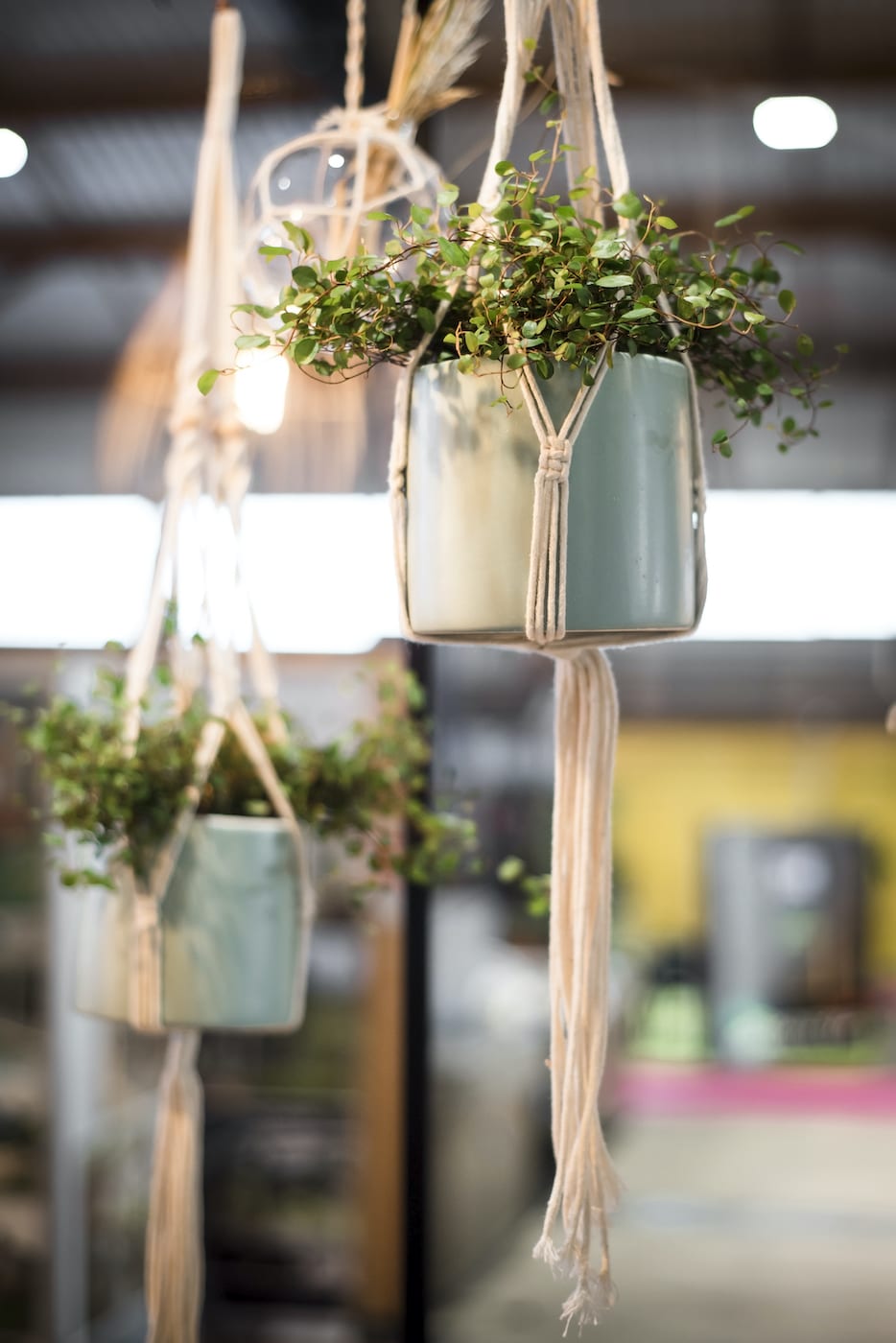 decoration-plantes-suspension